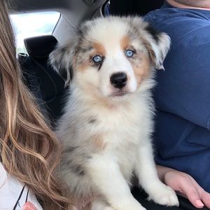 Meet your Posher, Destiny